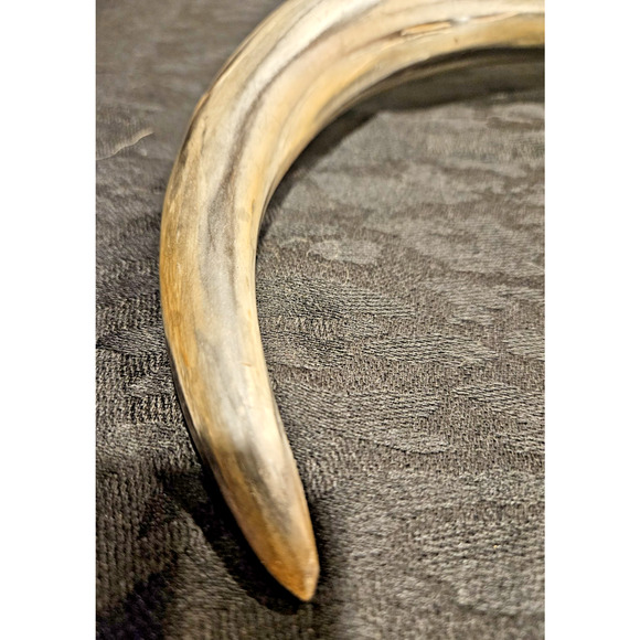 Vintage 1940s 21" Taxidermy Horn w/ 6" Magnifying Glass Optical Lens - Rare Find - Picture 7 of 10